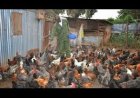A man became a millionaire from only 100 chickens!