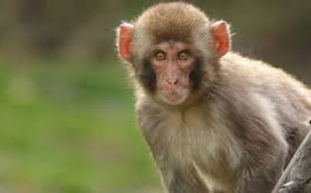 Duniyabandar pushed the 10th standard girl from the roof and killed the girl