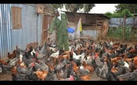 A man became a millionaire from only 100 chickens!