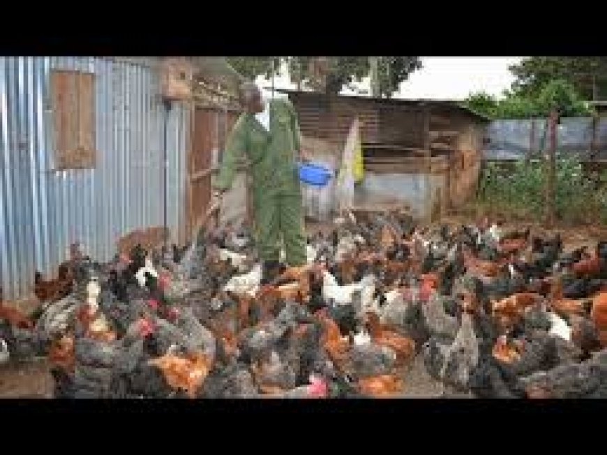 A man became a millionaire from only 100 chickens!