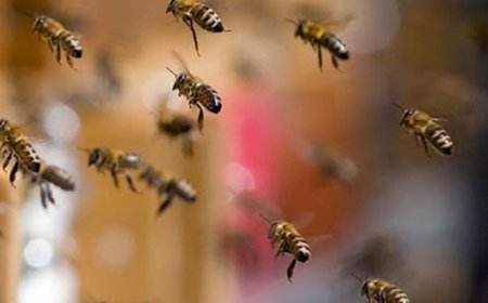 A 90-year-old woman died due to the attack of honey bees