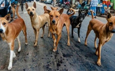 Man arrested for sexually abusing dogs