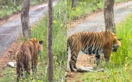 अजगर को चबा गया टाइगर, अगले ही पल हालत हुई खराब, उल्टी कर शिकार को निकाला बाहर, देख लोगों ने बना लिया वीडियो
