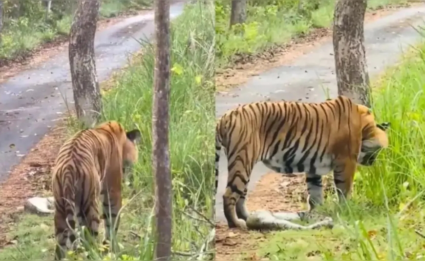 अजगर को चबा गया टाइगर, अगले ही पल हालत हुई खराब, उल्टी कर शिकार को निकाला बाहर, देख लोगों ने बना लिया वीडियो