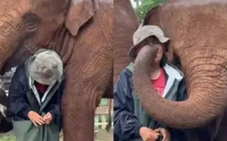 ہاتھیوں نے طوفانی بارش کے دوران نگران کے گرد گھیرا بنالیا،