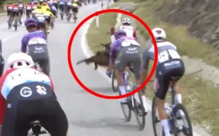 ریس کے دوران سائیکلسٹ سے بکری ٹکرا گئی