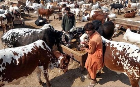 مویشی منڈی میں کیش کے بجائے ڈیجیٹل ادائیگی، مگر کیسے؟