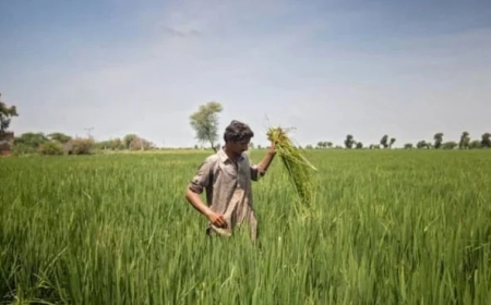 کسانوں کےلیے خوشخبری، بغیر ضمانت قرض دینے کے منصوبے کا اعلان