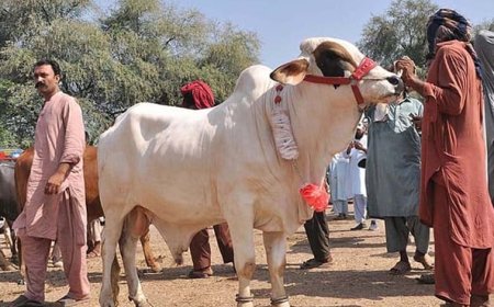 عید الاضحیٰ : پنجاب میں دفعہ 144 نافذ