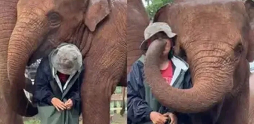 ہاتھیوں نے طوفانی بارش کے دوران نگران کے گرد گھیرا بنالیا،