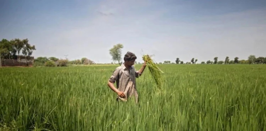 کسانوں کےلیے خوشخبری، بغیر ضمانت قرض دینے کے منصوبے کا اعلان