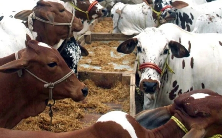 پاکستان میں کیٹل فارمنگ کے شعبے میں انقلابی قدم، اب مویشیوں کی بھی انشورنس ہوگی