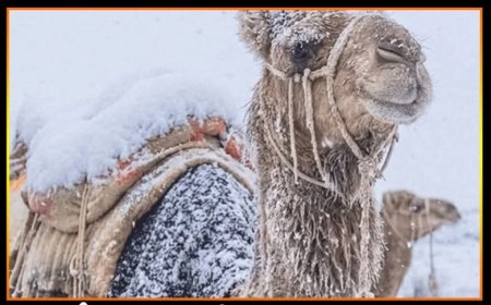 سعودی عرب میں سردی کا 17 سالہ ریکارڈ ٹوٹ گیا