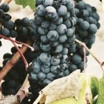 Bikin Heboh Akhir Tahun! 5 Game Mobile Terbaru 2025 yang Wajib Kamu Coba (Online & Offline) – IndoGamers